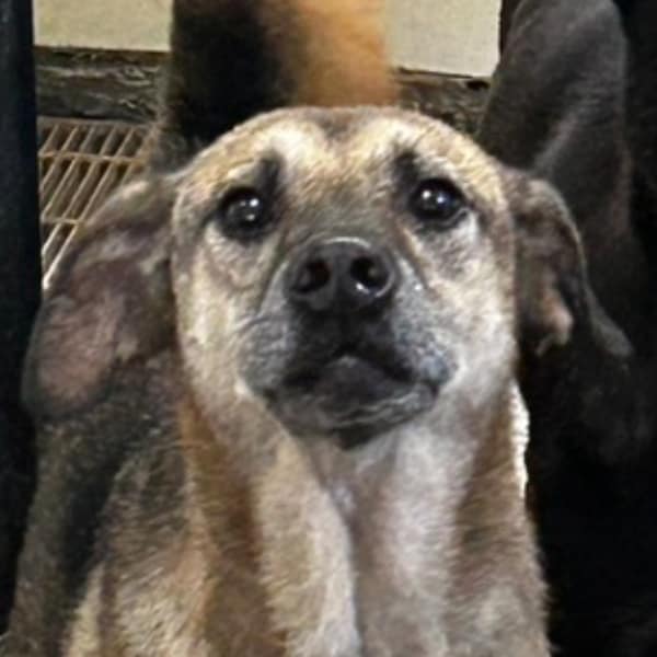 【待認養】混種犬 狗 (男生) - 澎湖縣流浪動物收容中心