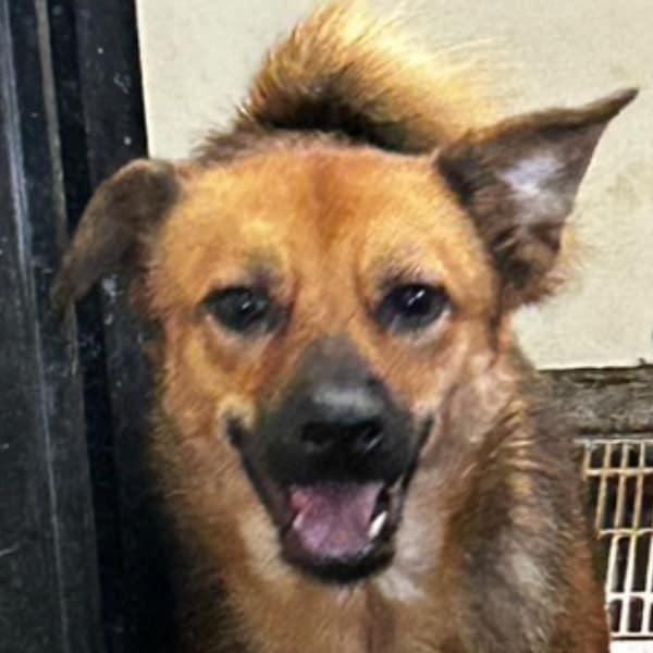 【待認養】混種犬 狗 (男生) - 澎湖縣流浪動物收容中心