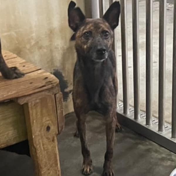 【待認養】混種犬 狗 (女生) - 澎湖縣流浪動物收容中心