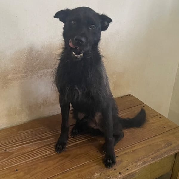 【待認養】混種犬 狗 (男生) - 澎湖縣流浪動物收容中心