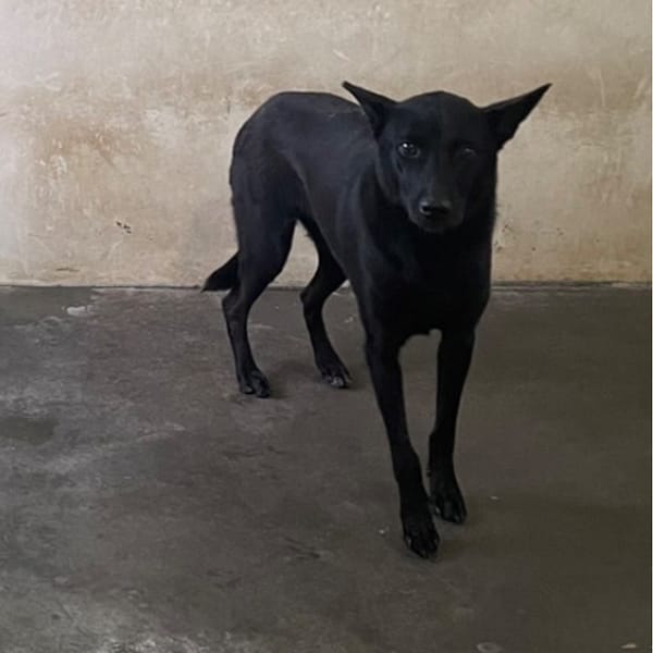 【待認養】混種犬 狗 (女生) - 澎湖縣流浪動物收容中心