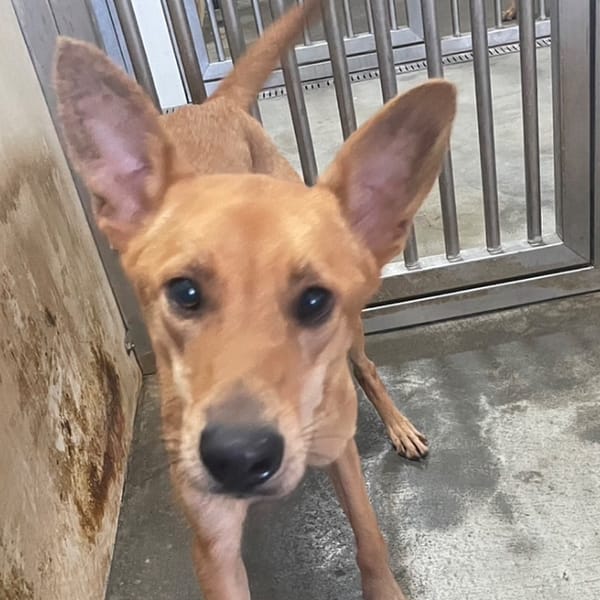 【待認養】混種犬 狗 (女生) - 澎湖縣流浪動物收容中心