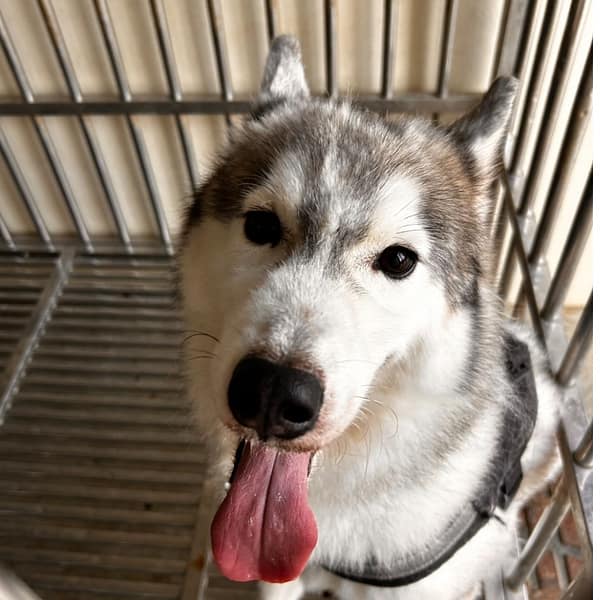 【待認養】哈士奇(西伯利亞雪橇犬) 狗 (男生) - 澎湖縣流浪動物收容中心