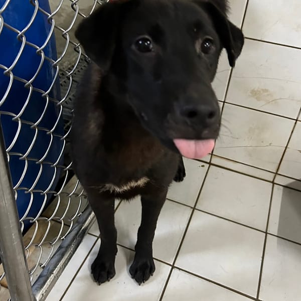 【待認養】混種犬 狗 (男生) - 新北市八里區公立動物之家