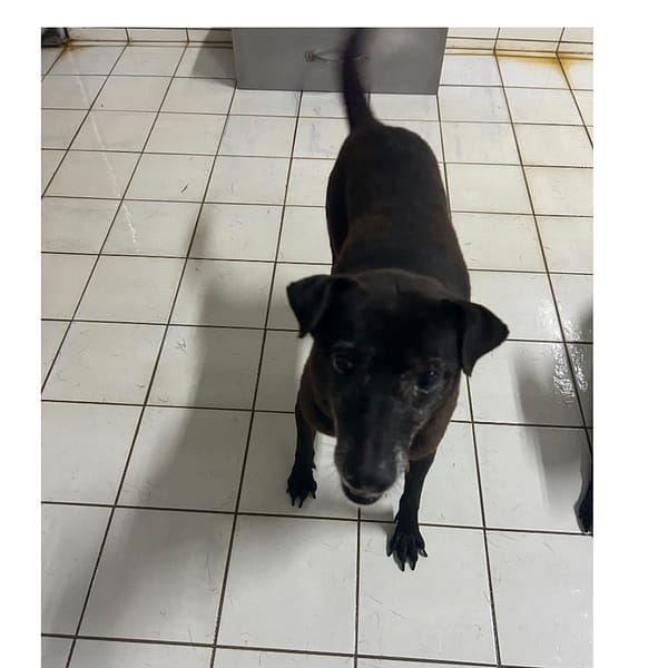 【待認養】混種犬 狗 (女生) - 新北市八里區公立動物之家