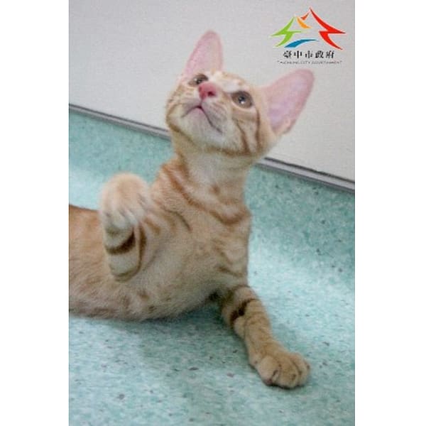 【待認養】混種貓 貓 (男生) - 臺中市動物之家后里園區