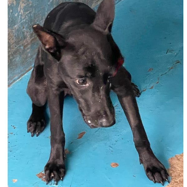 【待認養】混種犬 狗 (女生) - 苗栗縣動物保護教育園區