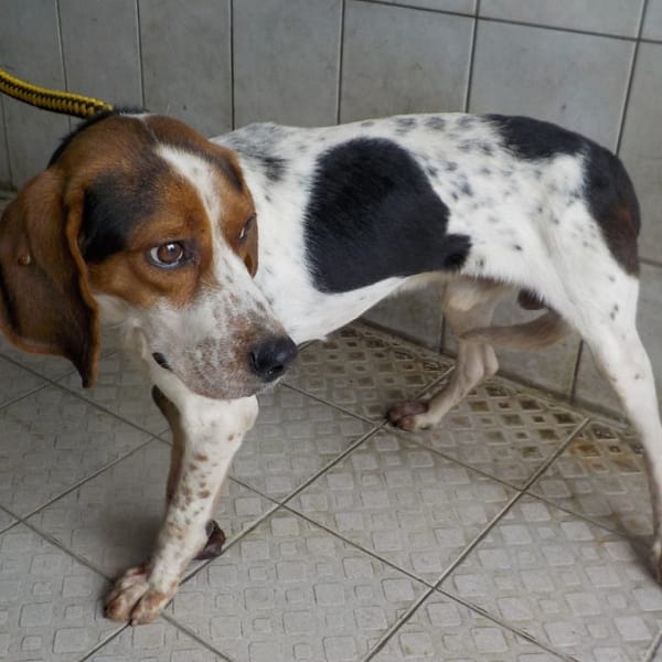 【待認養】混種犬 狗 (男生) - 南投縣公立動物收容所