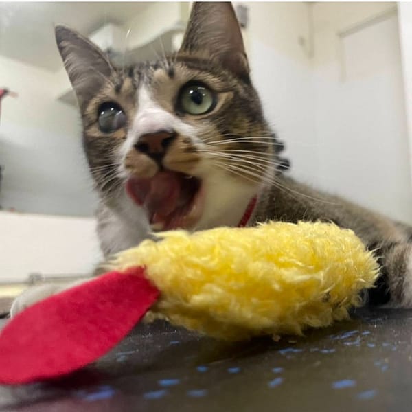 【待認養】混種貓 貓 (男生) - 臺南市動物之家灣裡站