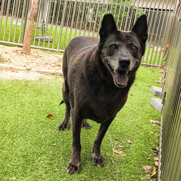 【待認養】混種犬 狗 (女生) - 新竹縣動物保護教育園區