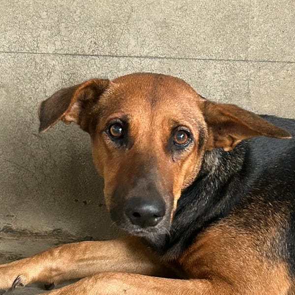 【待認養】混種犬 狗 (女生) - 澎湖縣流浪動物收容中心