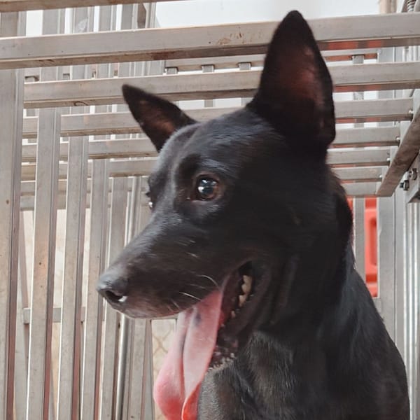【待認養】混種犬 狗 (男生) - 臺南市動物之家善化站