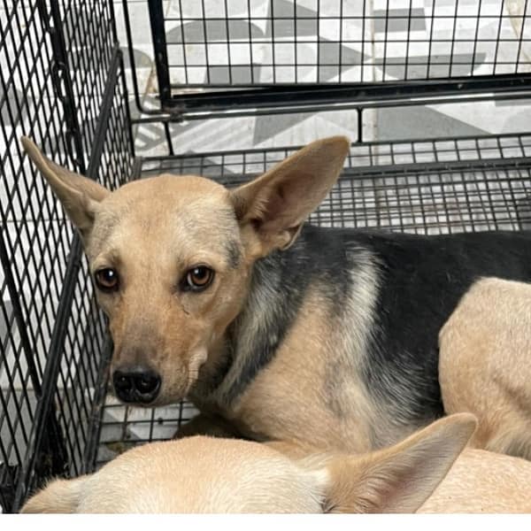 【待認養】混種犬 狗 (女生) - 苗栗縣動物保護教育園區