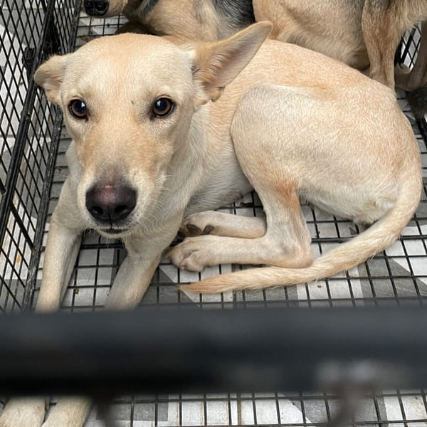 【待認養】混種犬 狗 (女生) - 苗栗縣動物保護教育園區