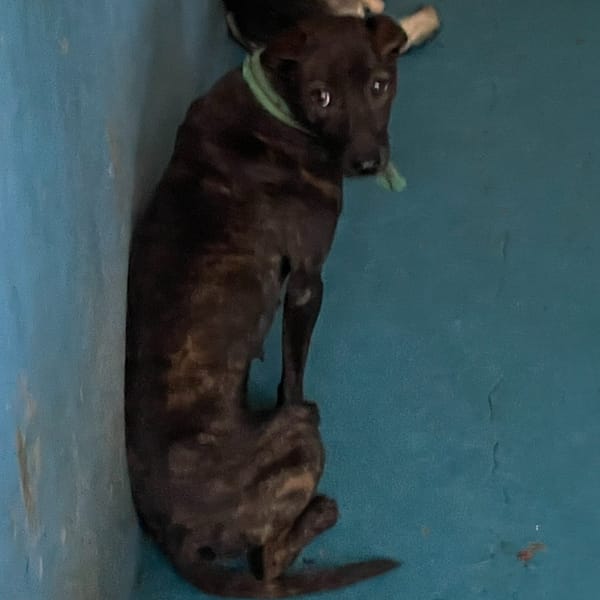 【待認養】混種犬 狗 (女生) - 苗栗縣動物保護教育園區