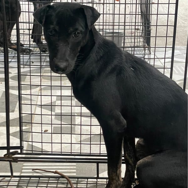 【待認養】混種犬 狗 (女生) - 苗栗縣動物保護教育園區