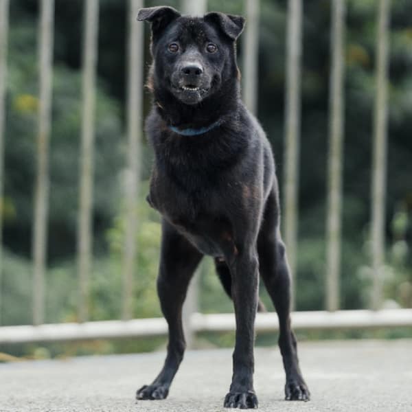 【待認養】混種犬 狗 (男生) - 新北市三芝區公立動物之家