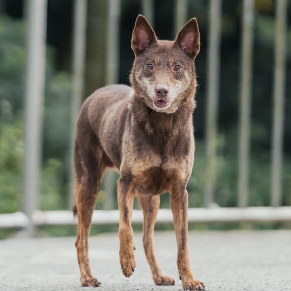 【待認養】混種犬 狗 (女生) - 新北市三芝區公立動物之家