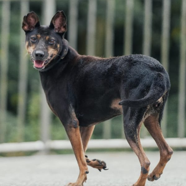 【待認養】混種犬 狗 (男生) - 新北市三芝區公立動物之家