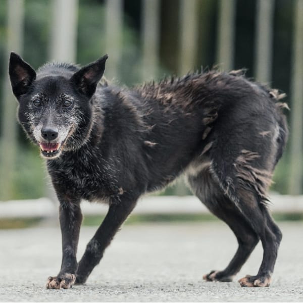 【待認養】混種犬 狗 (女生) - 新北市三芝區公立動物之家