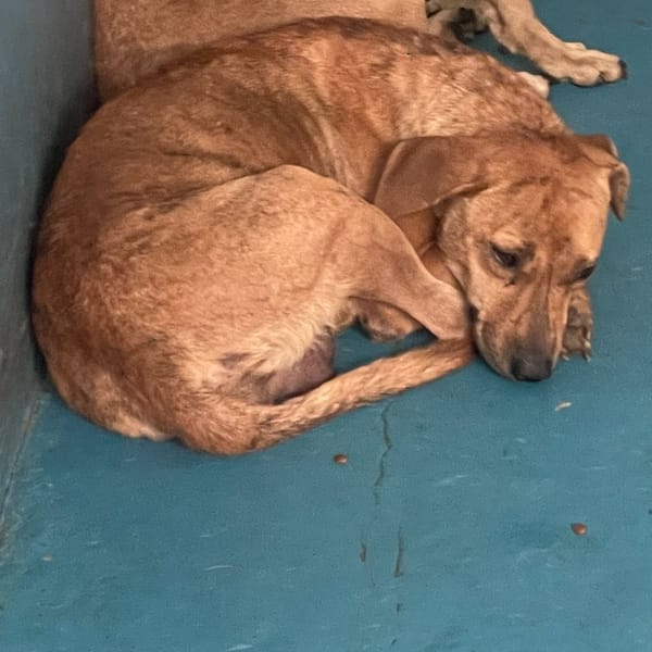 【待認養】混種犬 狗 (女生) - 苗栗縣動物保護教育園區