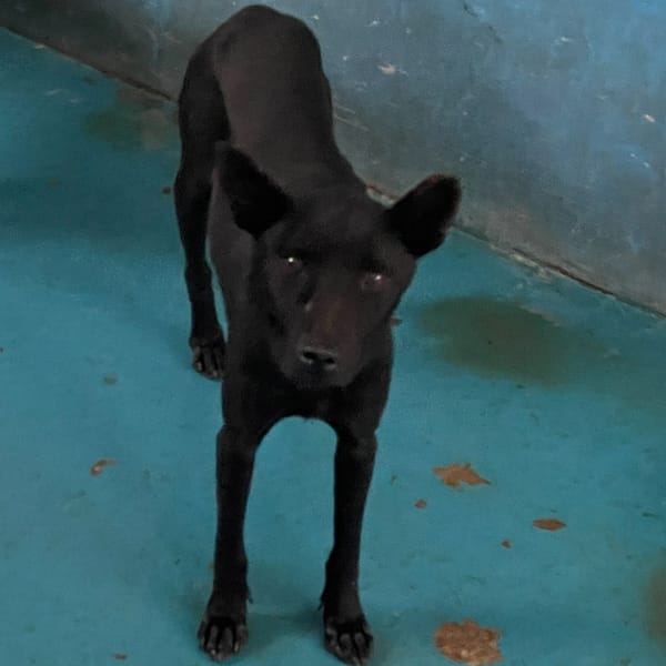 【待認養】混種犬 狗 (男生) - 苗栗縣動物保護教育園區
