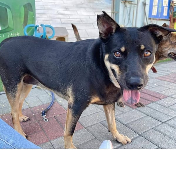 【待認養】混種犬 狗 (女生) - 臺南市動物之家灣裡站