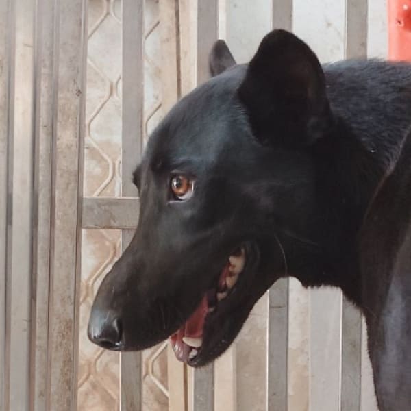 【待認養】混種犬 狗 (女生) - 臺南市動物之家善化站