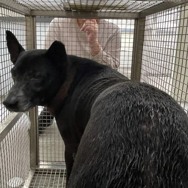 【待認養】混種犬 狗 (男生) - 臺北市動物之家