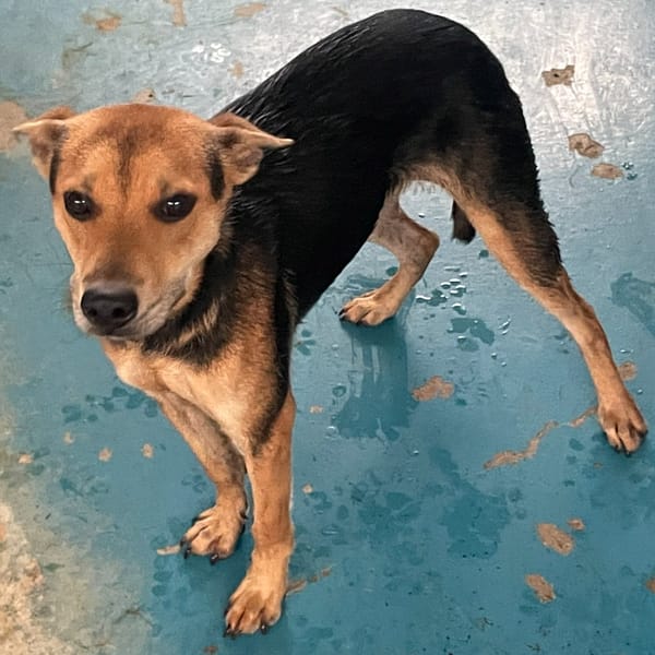 【待認養】混種犬 狗 (男生) - 苗栗縣動物保護教育園區