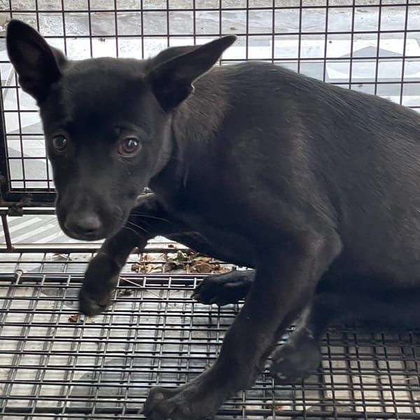 【待認養】混種犬 狗 (女生) - 苗栗縣動物保護教育園區