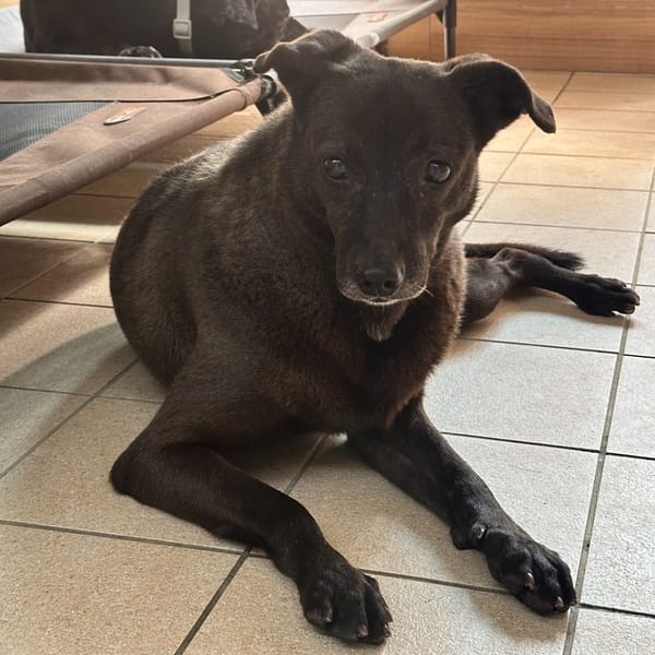 【待認養】混種犬 狗 (女生) - 新北市瑞芳區公立動物之家