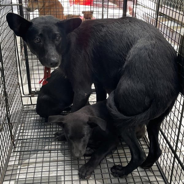 【待認養】混種犬 狗 (女生) - 苗栗縣動物保護教育園區