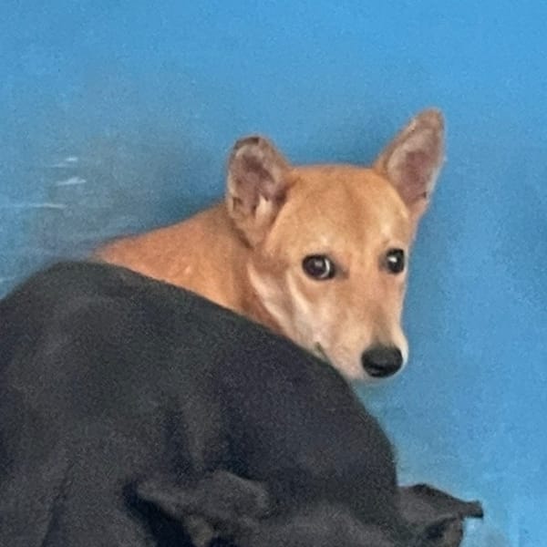 【待認養】混種犬 狗 (女生) - 苗栗縣動物保護教育園區
