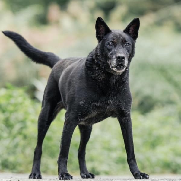 【待認養】混種犬 狗 (男生) - 新北市新店區公立動物之家