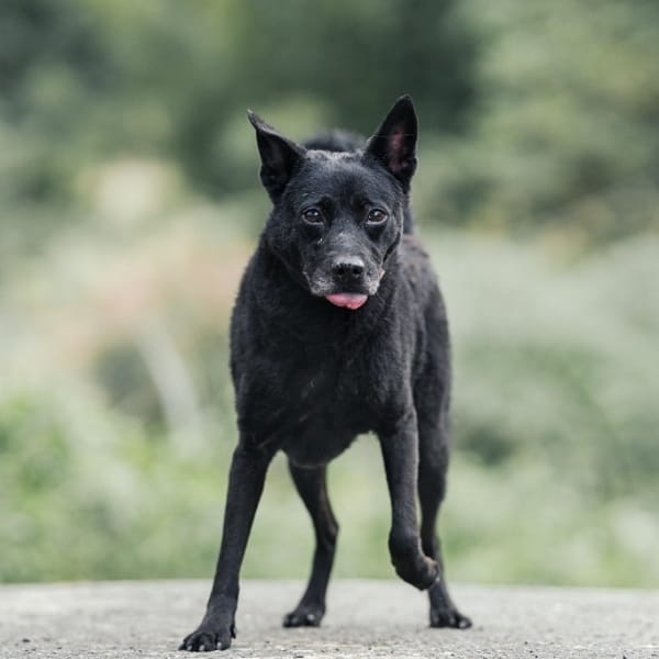 【待認養】混種犬 狗 (男生) - 新北市新店區公立動物之家
