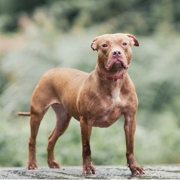 【待認養】比特犬 狗 (女生) - 新北市新店區公立動物之家