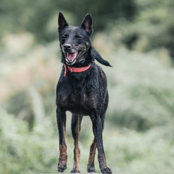 【待認養】混種犬 狗 (男生) - 新北市新店區公立動物之家