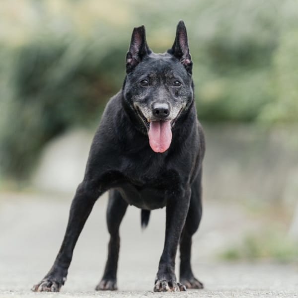 【待認養】混種犬 狗 (女生) - 新北市新店區公立動物之家