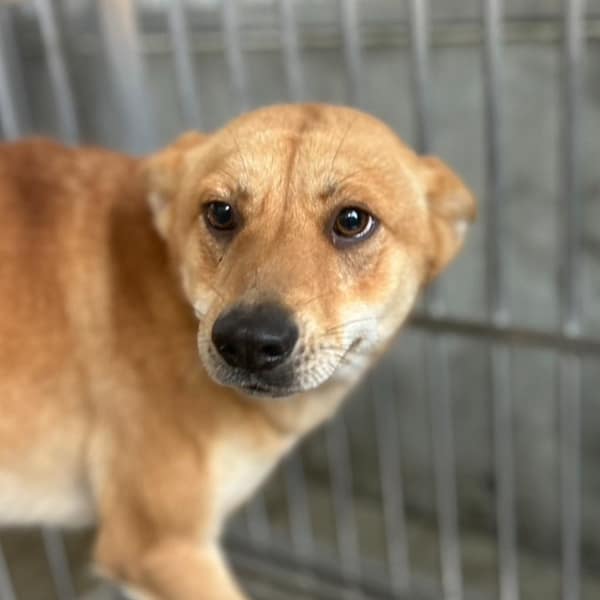 【待認養】混種犬 狗 (女生) - 澎湖縣流浪動物收容中心