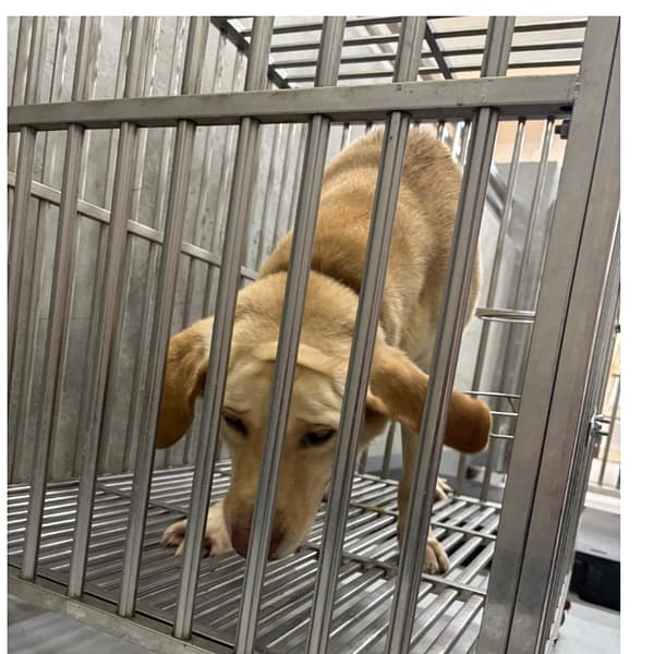 【待認養】混種犬 狗 (男生) - 基隆市寵物銀行