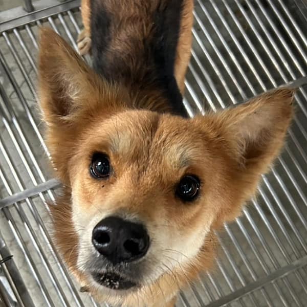 【待認養】混種犬 狗 (男生) - 澎湖縣流浪動物收容中心