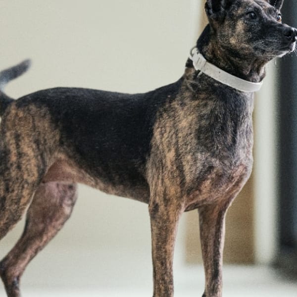 【待認養】混種犬 狗 (女生) - 新北市瑞芳區公立動物之家