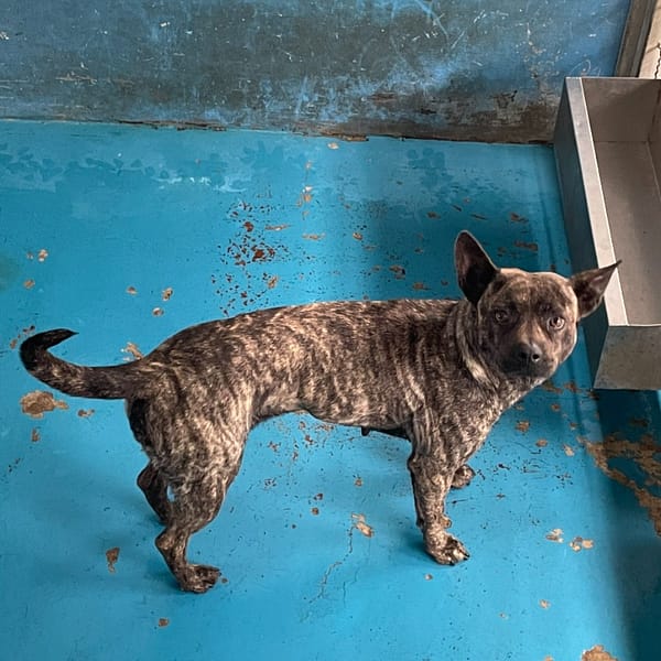 【待認養】混種犬 狗 (女生) - 苗栗縣動物保護教育園區