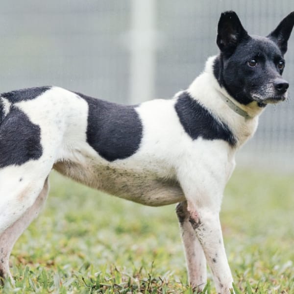 【待認養】混種犬 狗 (女生) - 新北市瑞芳區公立動物之家