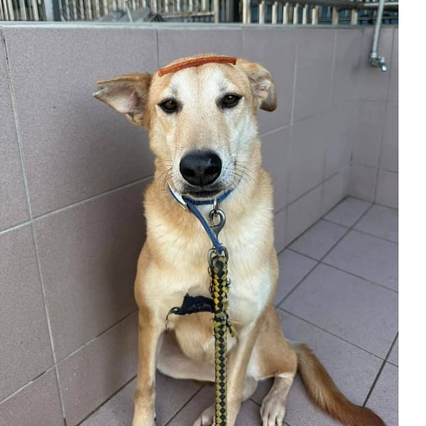 【待認養】混種犬 狗 (女生) - 臺南市動物之家灣裡站