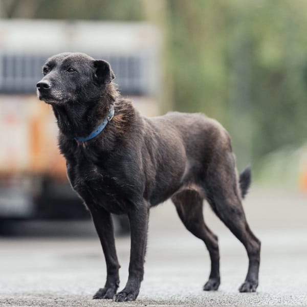 【待認養】混種犬 狗 (女生) - 新北市中和區公立動物之家