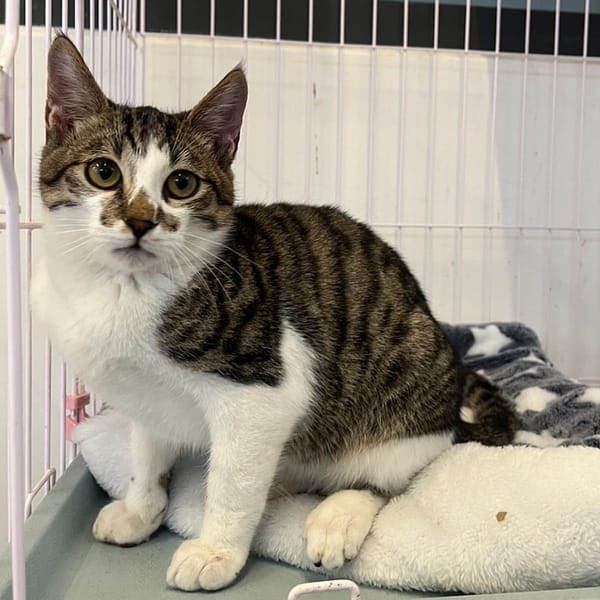 【待認養】混種貓 貓 (男生) - 花蓮縣狗貓躍動園區