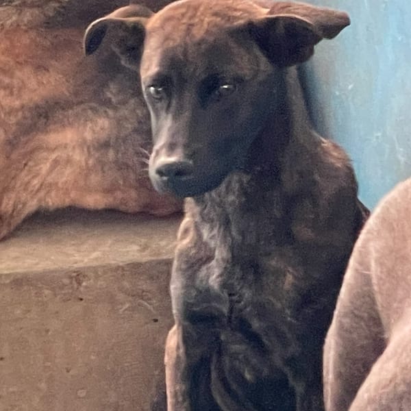 【待認養】混種犬 狗 (男生) - 苗栗縣動物保護教育園區