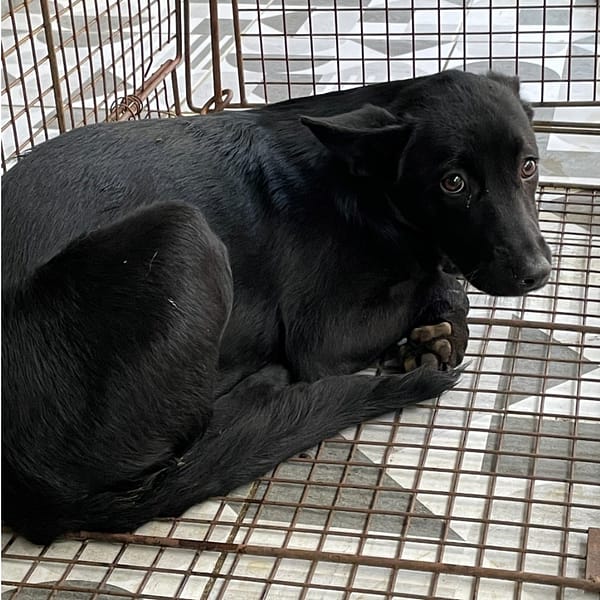 【待認養】混種犬 狗 (女生) - 苗栗縣動物保護教育園區